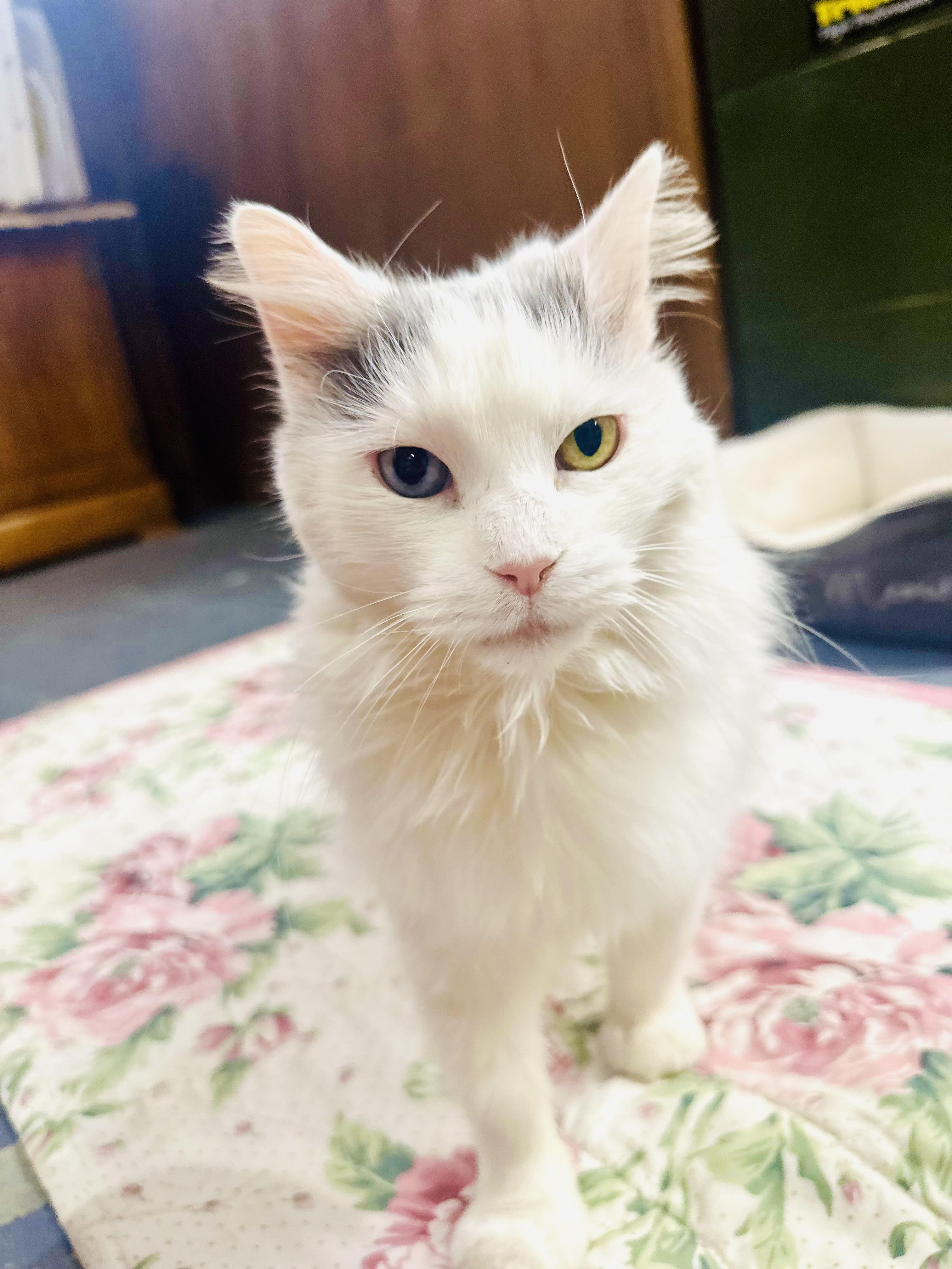 Enlarge Josie, an adopted Domestic Long Hair in Syracuse, NY image 3/6