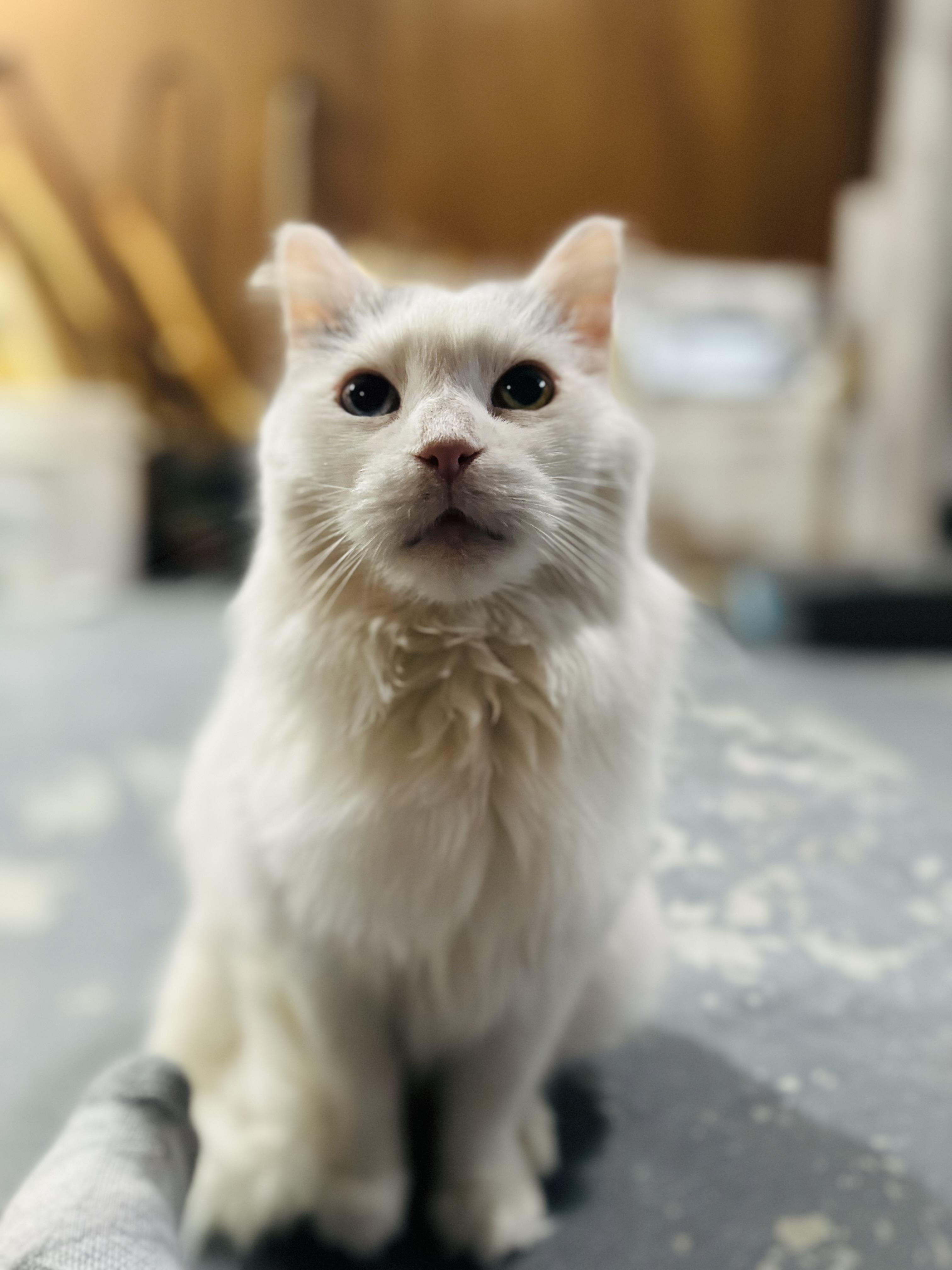 Enlarge Josie, an adopted Domestic Long Hair in Syracuse, NY image 4/6
