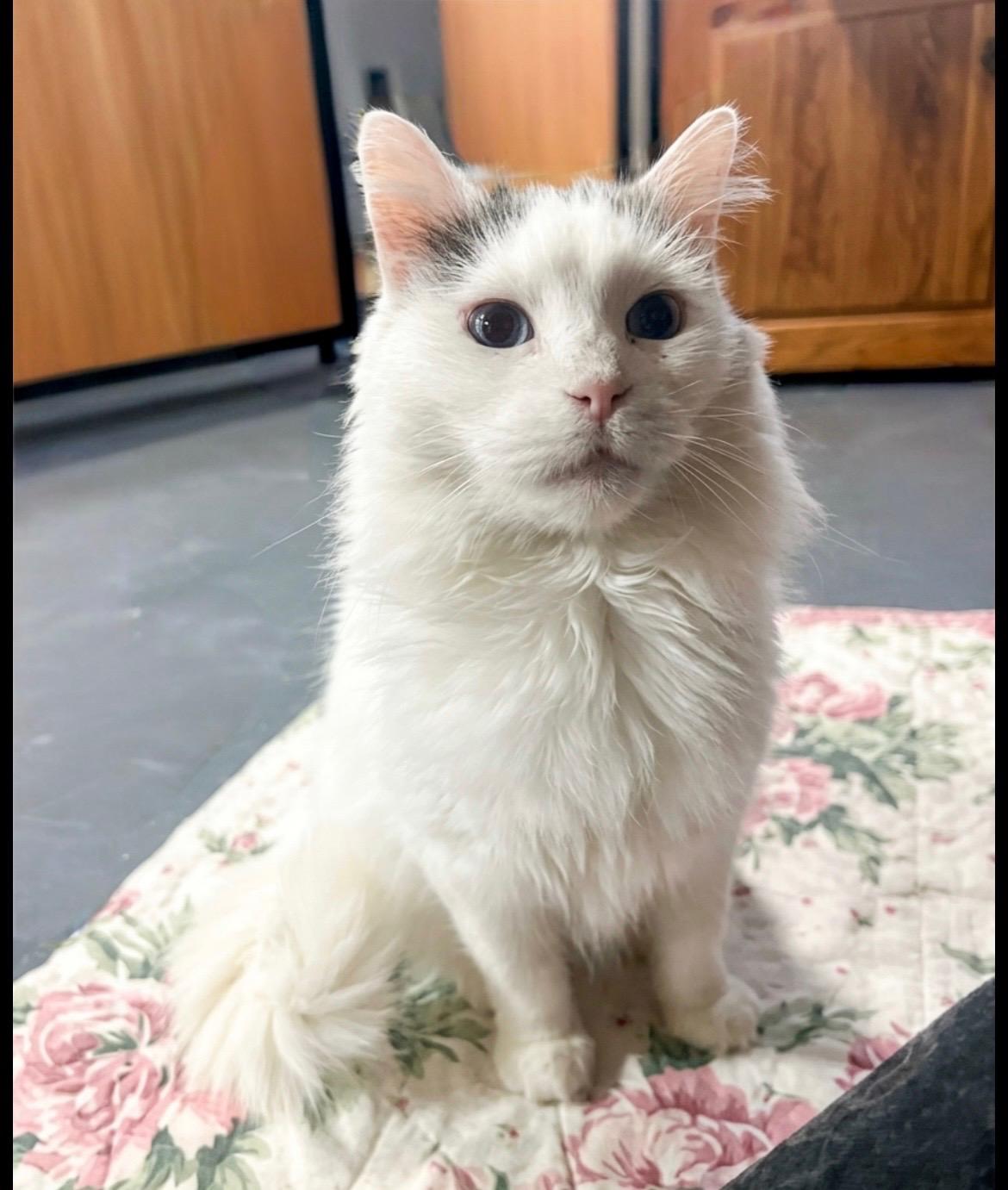 Enlarge Josie, an adopted Domestic Long Hair in Syracuse, NY image 6/6