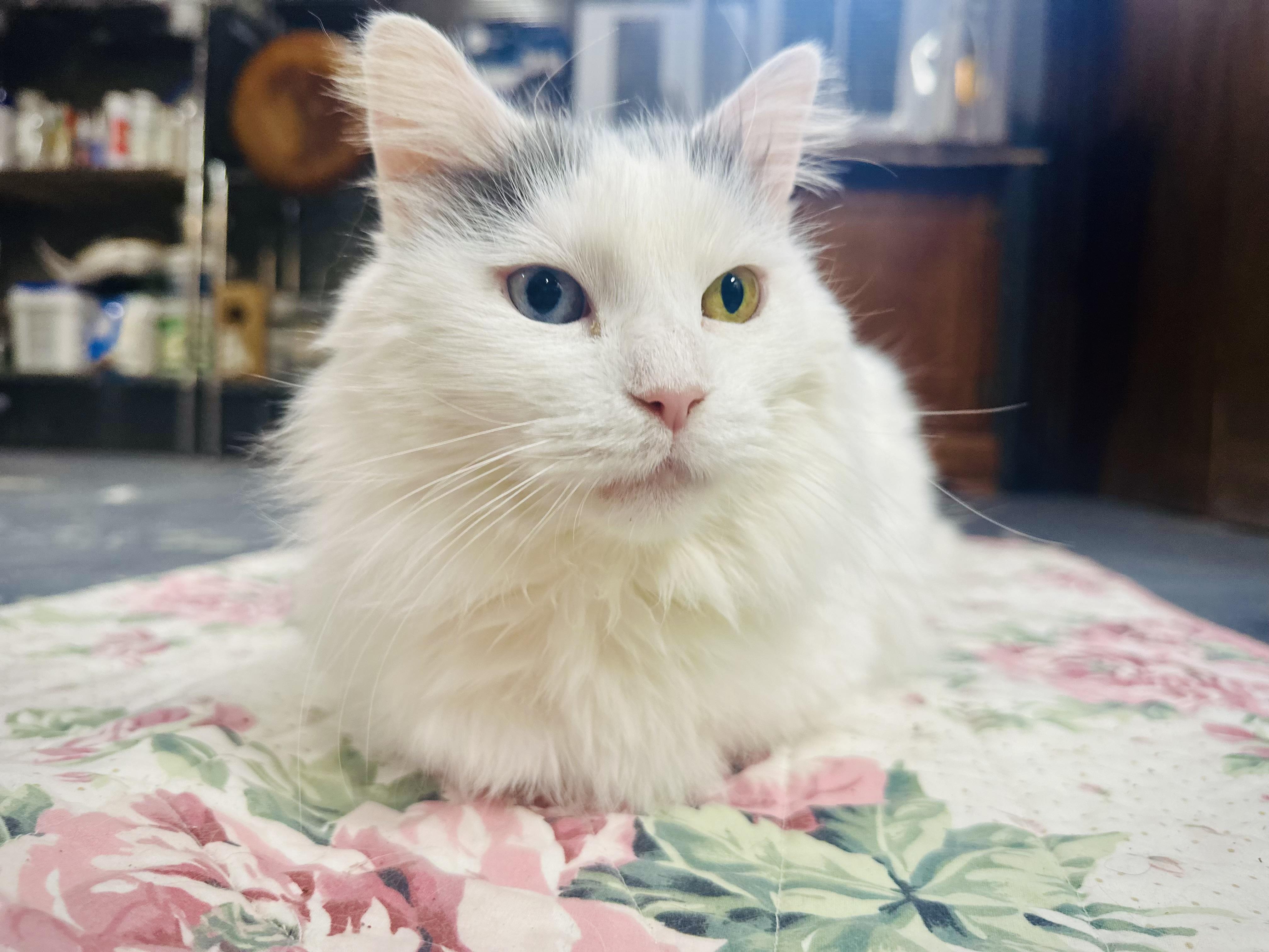 Enlarge Josie, an adopted Domestic Long Hair in Syracuse, NY image 1/6