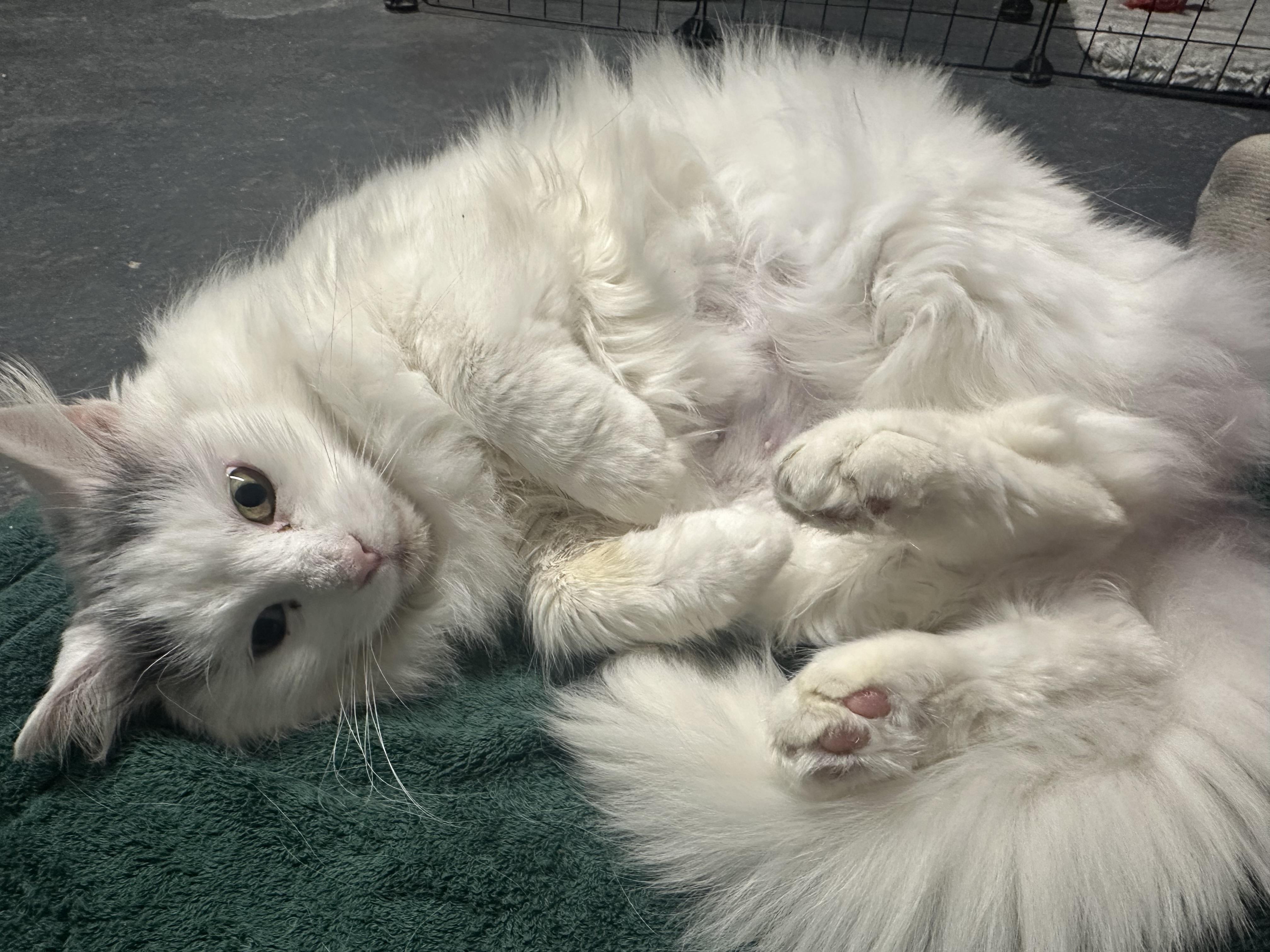 Enlarge Josie, an adopted Domestic Long Hair in Syracuse, NY image 5/6