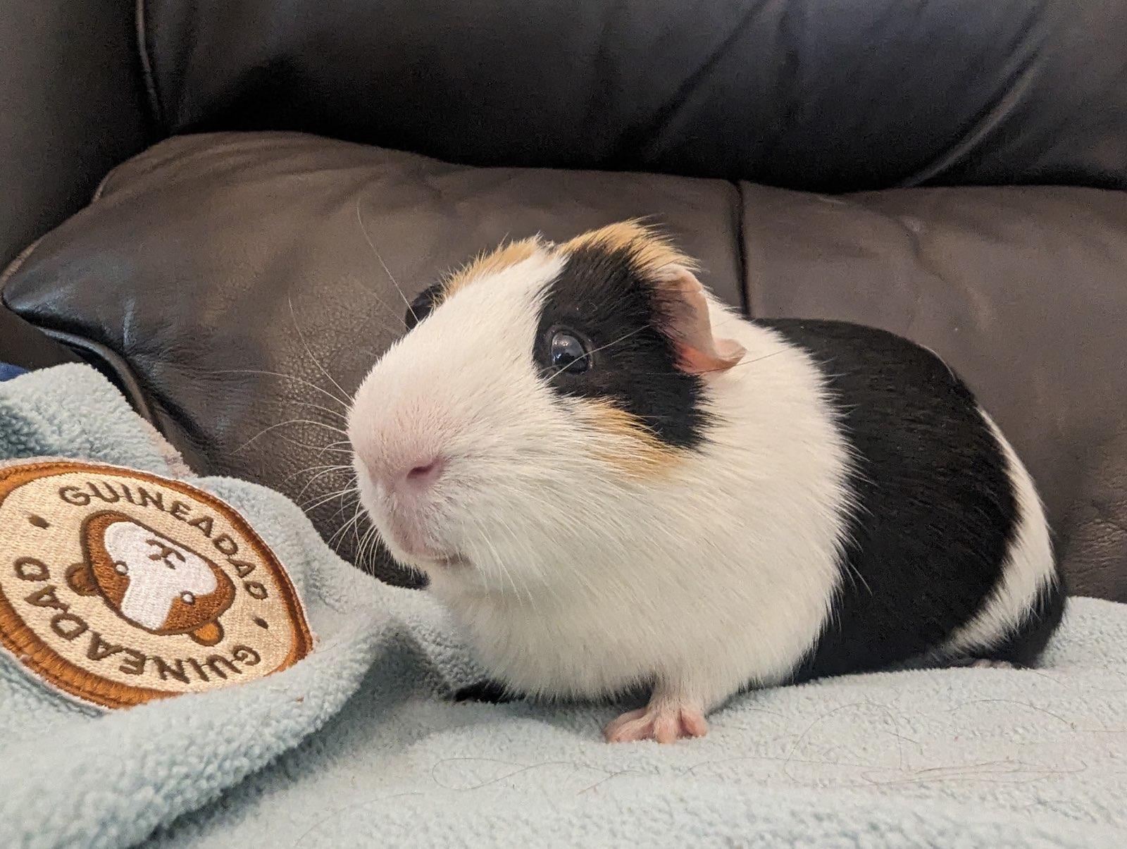 Gizmo