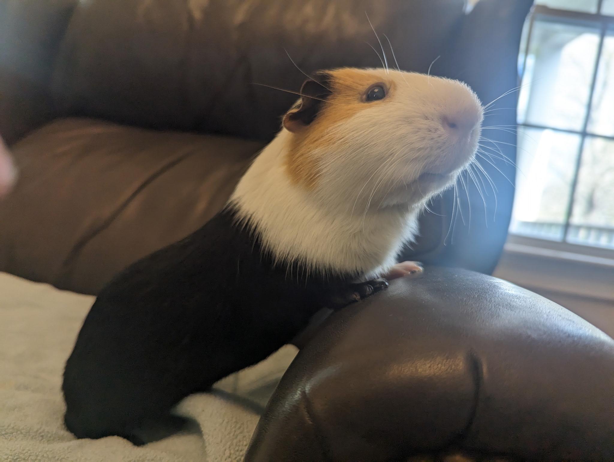 Gizmo photo 2