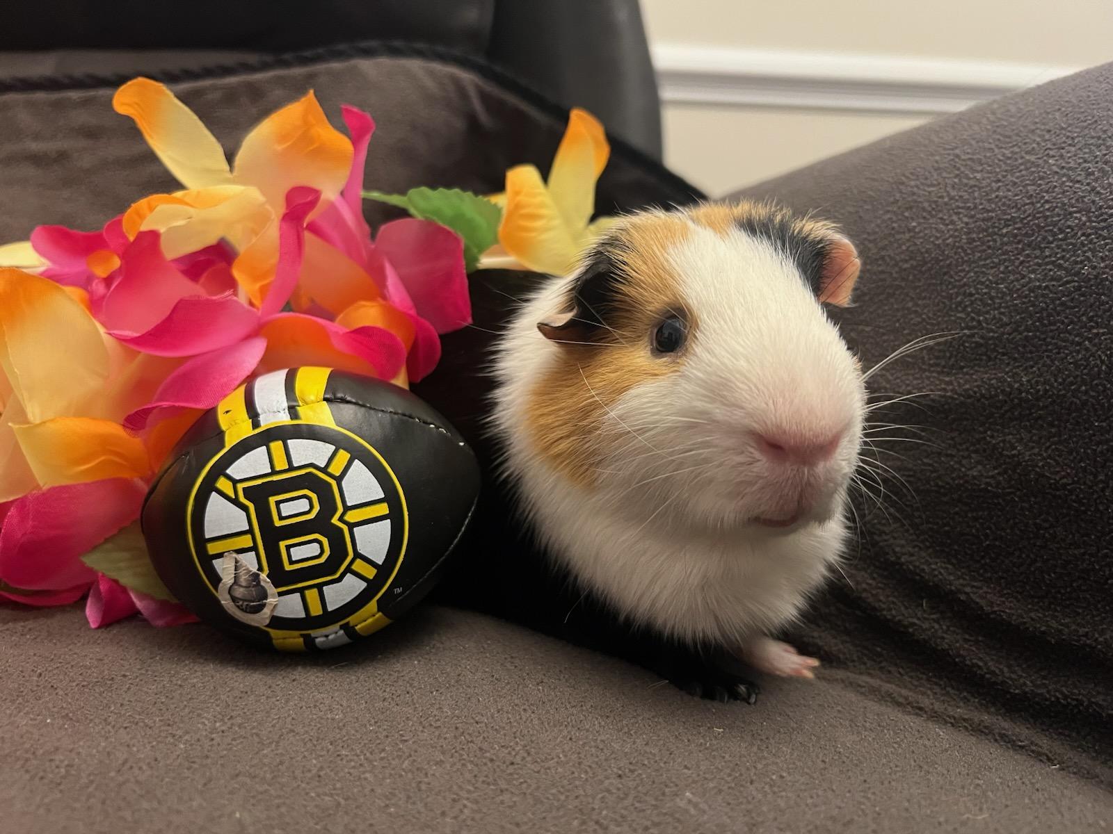 Gizmo photo 1