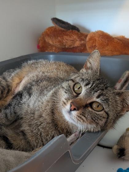 Bubbles, Adoptable, Young Female Domestic Short Hair & Domestic Short Hair.