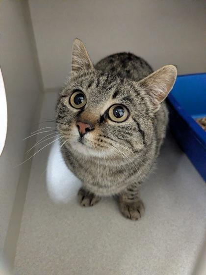 Enlarge Bubbles, a Adoptable mixed breed in Divide, CO image 1/1