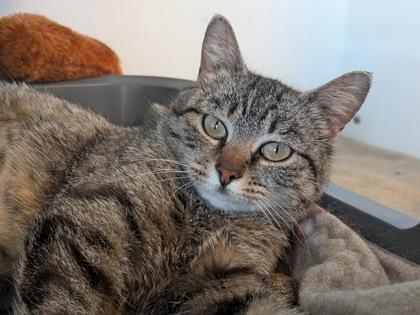 Enlarge Bubbles, a Adoptable mixed breed in Divide, CO image 2/3