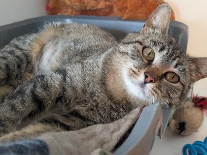 Enlarge Bubbles, a Adoptable mixed breed in Divide, CO image 3/3