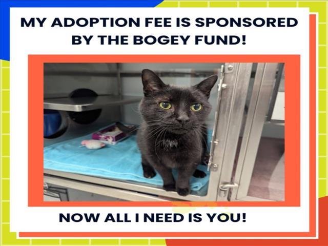 JAKE, Adoptable, Adult Male Domestic Short Hair.