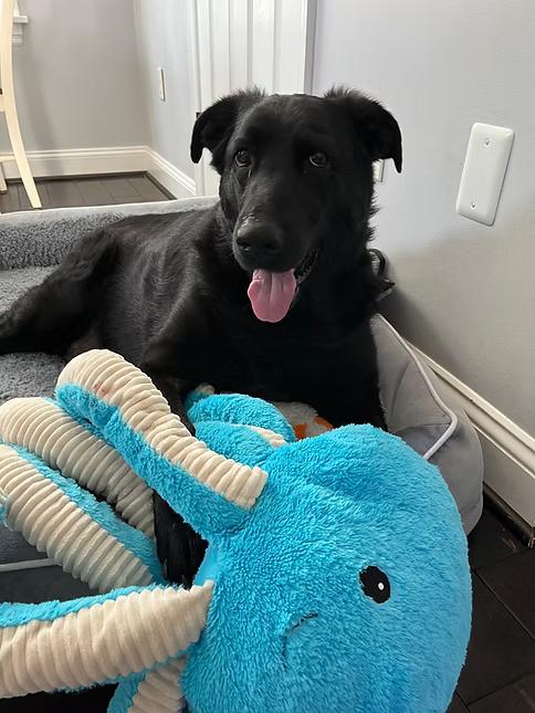 Enlarge Pepper, a ADOPTABLE Black Labrador Retriever in Colonial Heights, VA image 2/6