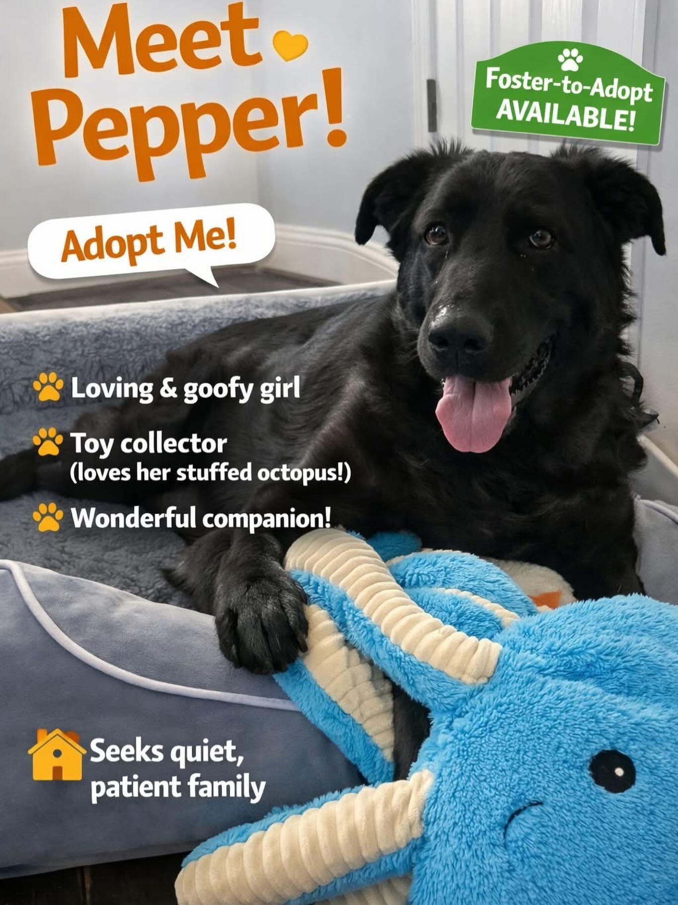 Enlarge Pepper, a ADOPTABLE Black Labrador Retriever in Colonial Heights, VA image 3/6