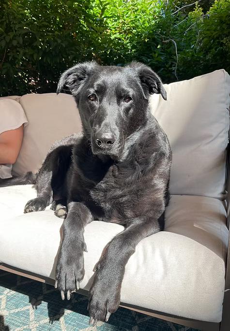 Enlarge Pepper, a ADOPTABLE Black Labrador Retriever in Colonial Heights, VA image 6/6