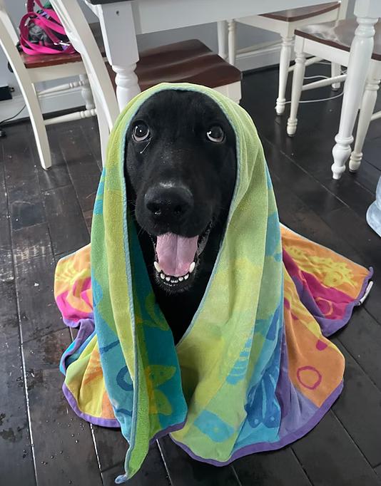 Enlarge Pepper, a ADOPTABLE Black Labrador Retriever in Colonial Heights, VA image 4/6
