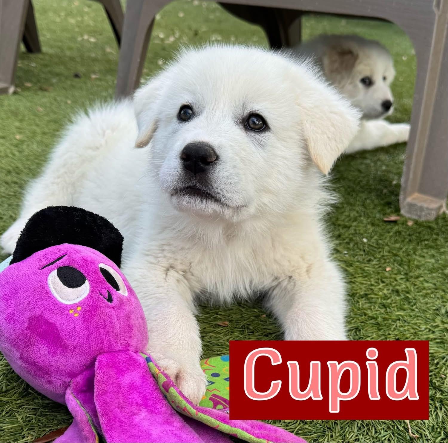 Cupid, , ADOPTABLE, Puppy Male Great Pyrenees.