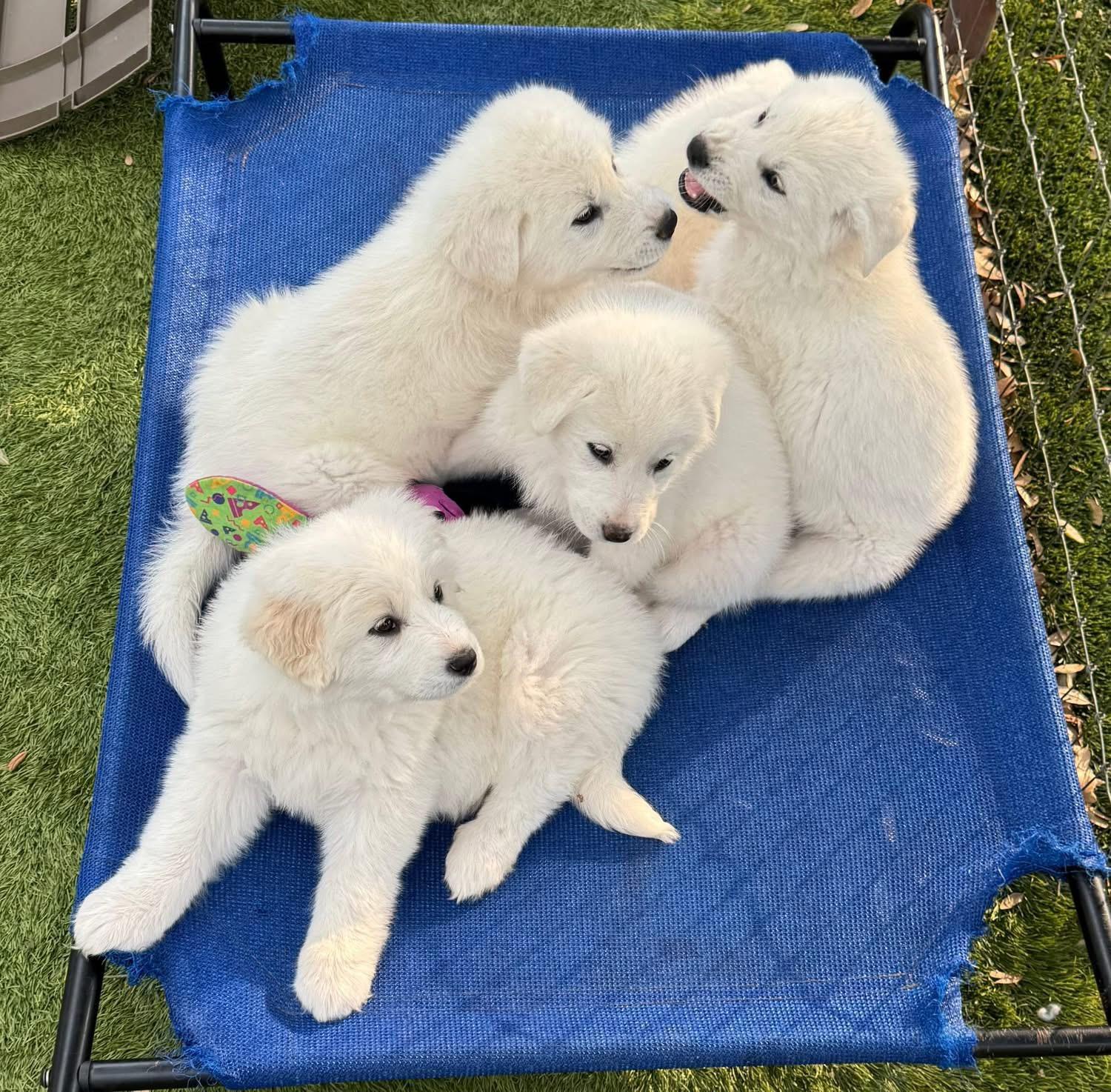 Enlarge Cupid, , a ADOPTABLE Great Pyrenees in Southlake, TX image 2/4