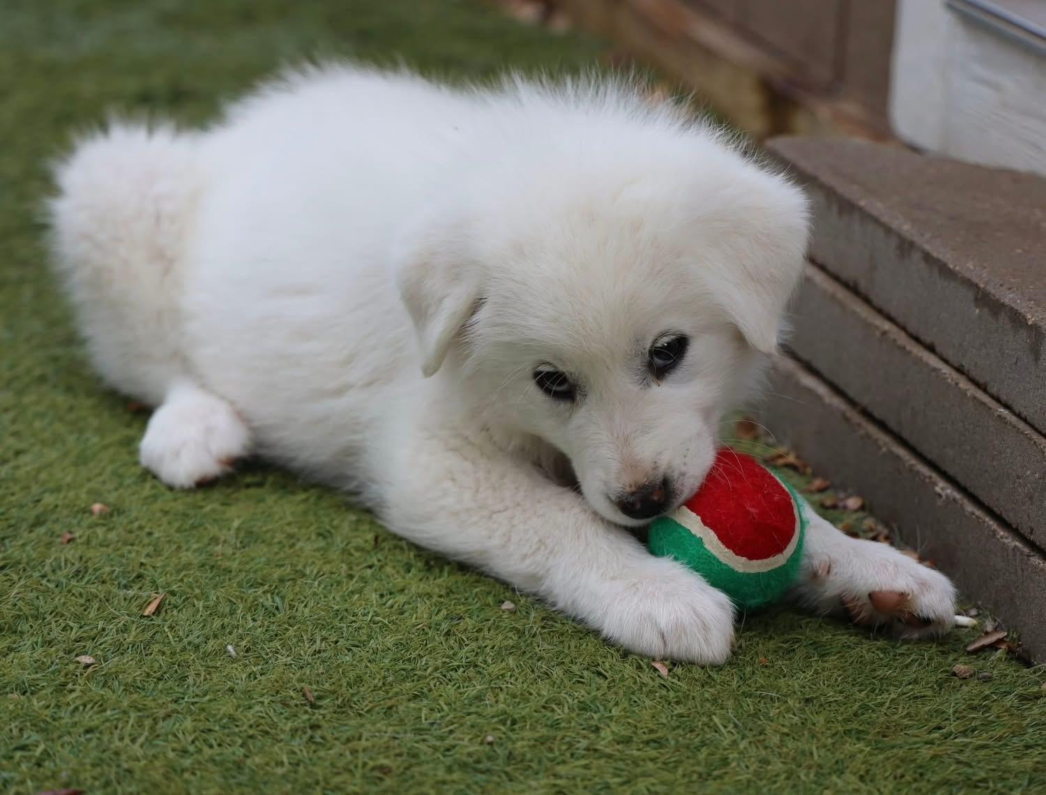 Enlarge Cupid, , a ADOPTABLE Great Pyrenees in Southlake, TX image 3/4