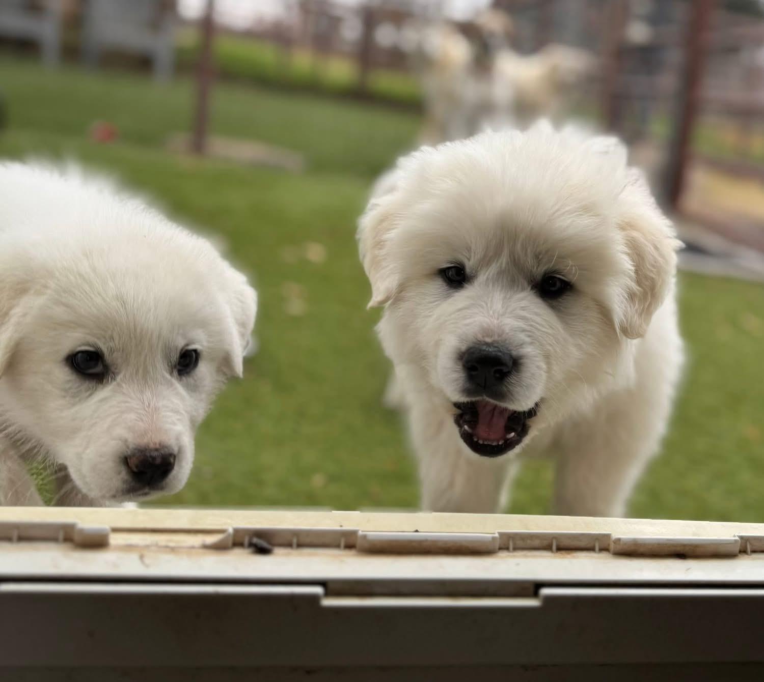 Enlarge Cupid, , a ADOPTABLE Great Pyrenees in Southlake, TX image 4/4