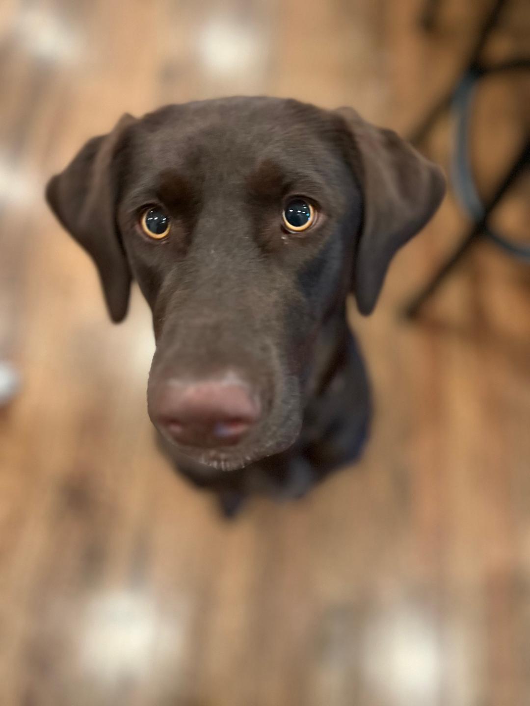Laney - Coming Soon, ADOPTABLE, Young Female Chocolate Labrador Retriever.