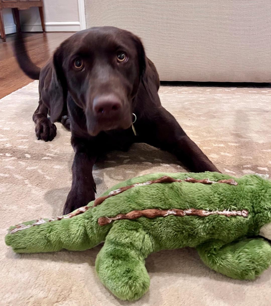 Enlarge Laney - Coming Soon, a ADOPTABLE Chocolate Labrador Retriever in Indianapolis, IN image 2/6