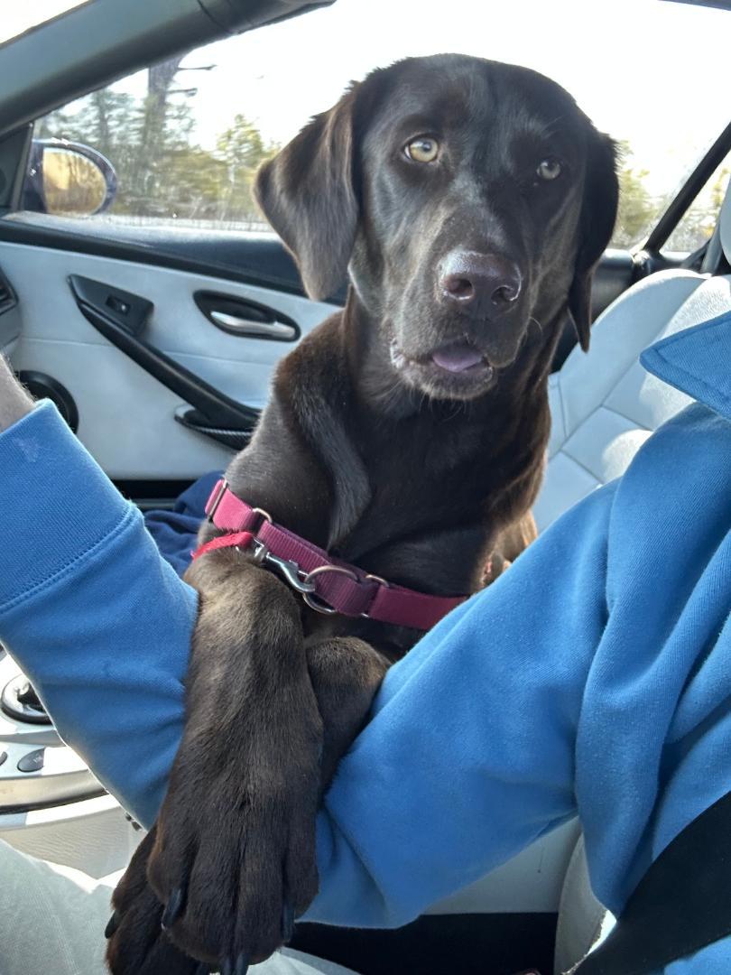 Enlarge Laney - Coming Soon, a ADOPTABLE Chocolate Labrador Retriever in Indianapolis, IN image 4/6