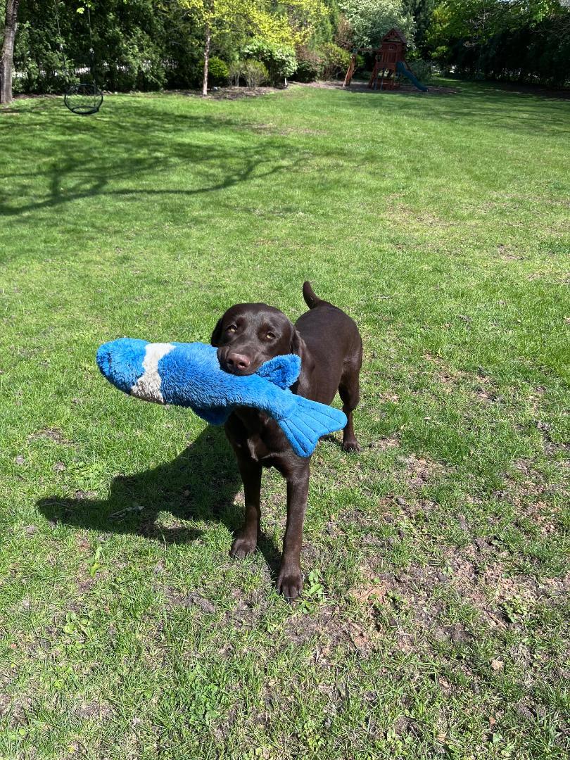 Enlarge Laney - Coming Soon, a ADOPTABLE Chocolate Labrador Retriever in Indianapolis, IN image 3/6