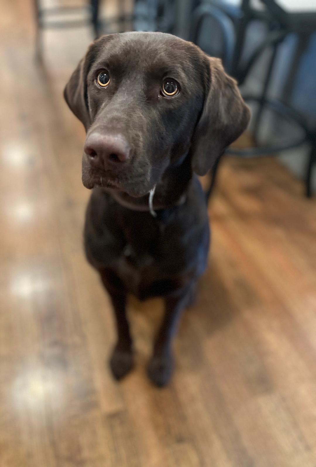 Enlarge Laney - Coming Soon, a ADOPTABLE Chocolate Labrador Retriever in Indianapolis, IN image 6/6