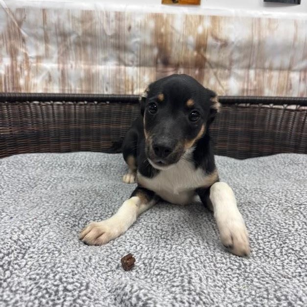 Lennon, Adoptable, Puppy Male Terrier.