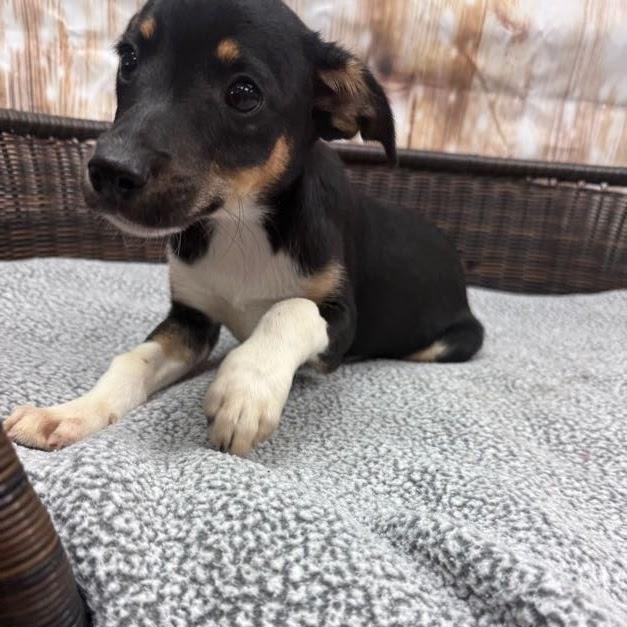 Lennon, a Adoptable Terrier in Neillsville, WI image 3/3