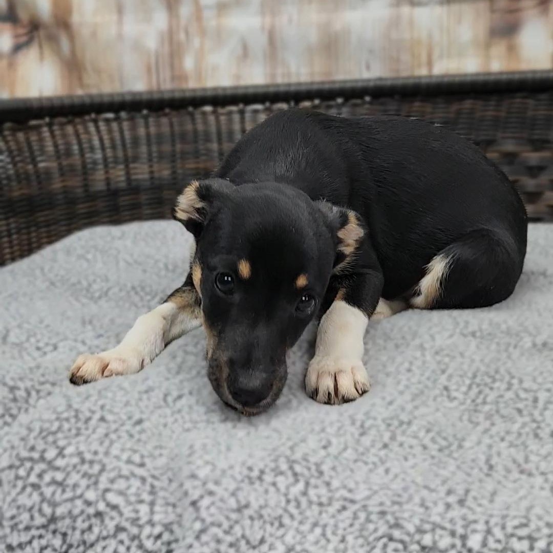 Lennon, a Adoptable Terrier in Neillsville, WI image 2/3