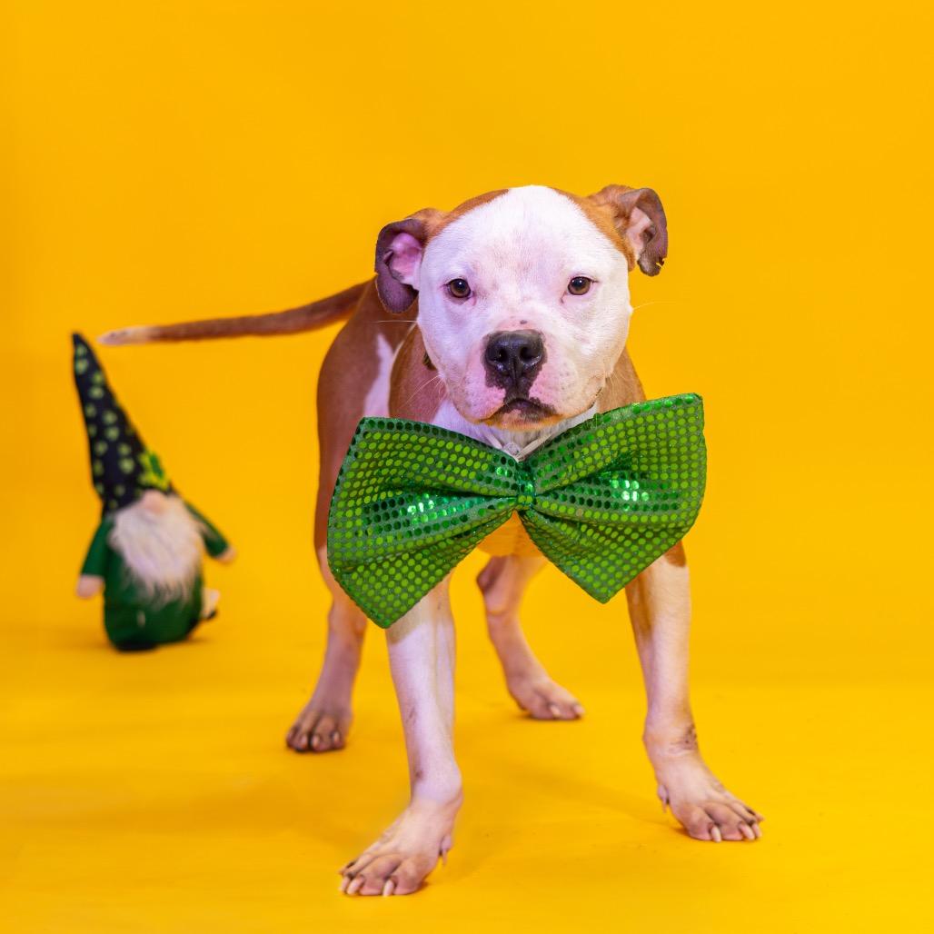 Frost — thumbnail 5