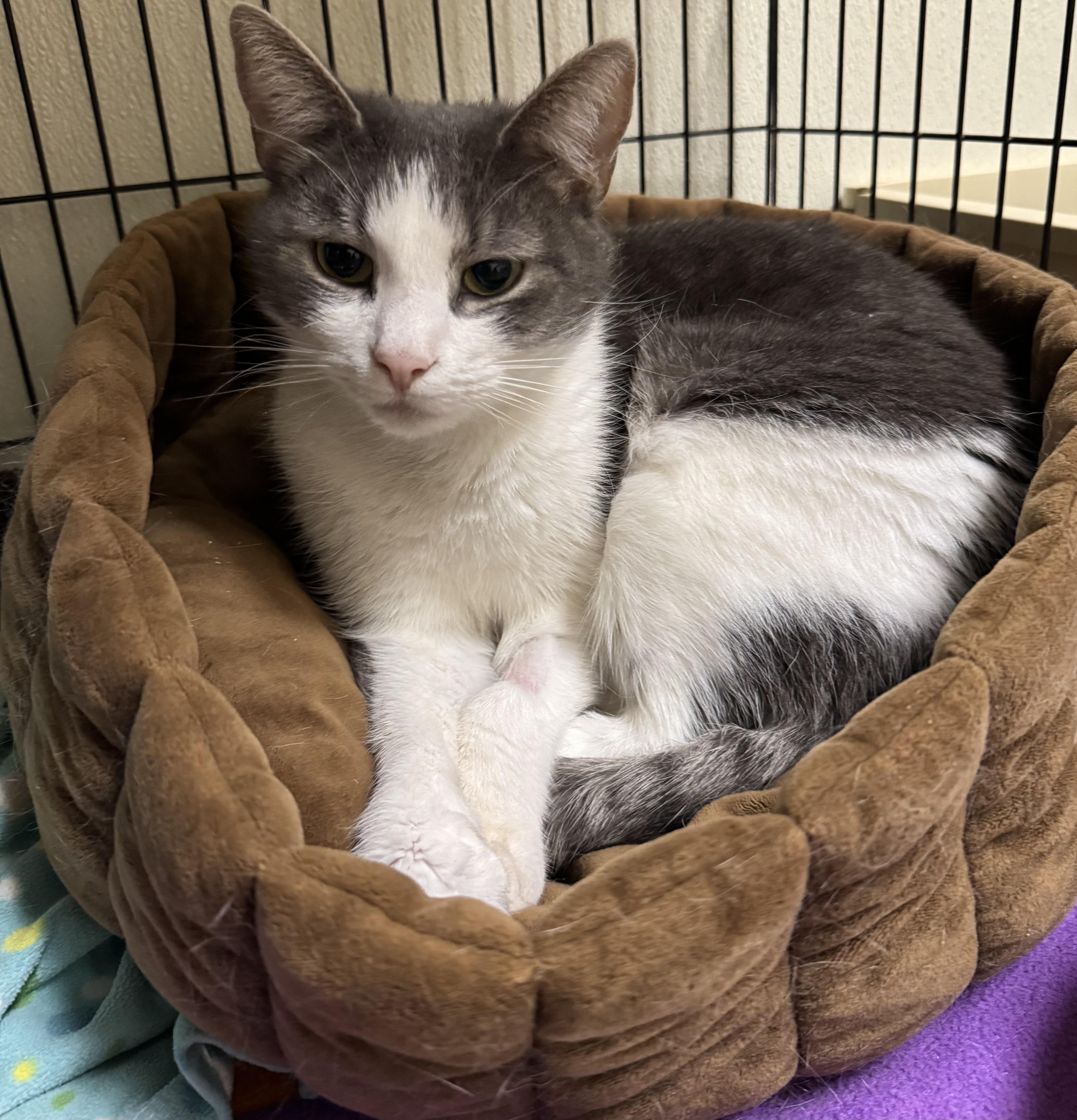 Mickey, ADOPTABLE, Adult Male Domestic Short Hair.