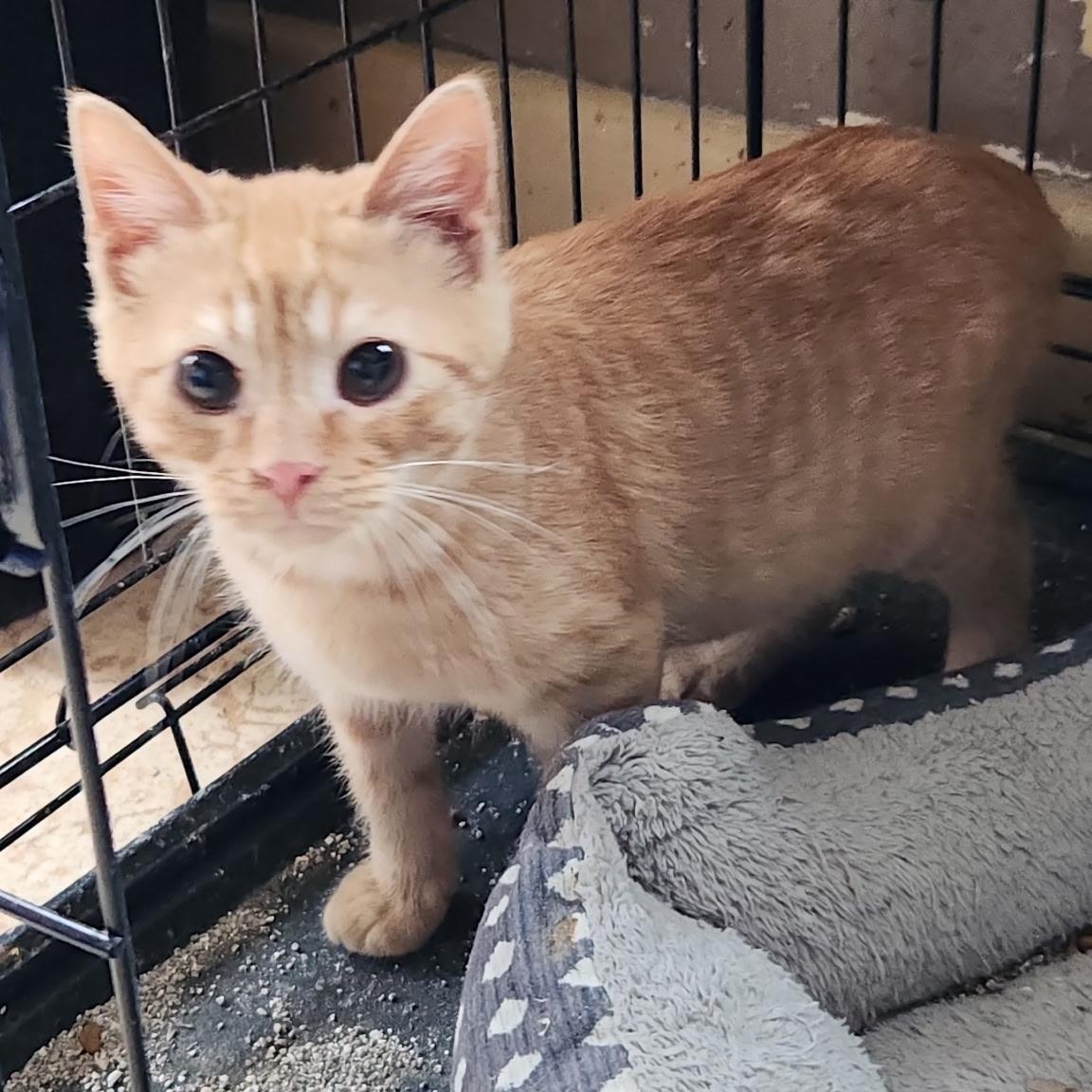 Enlarge Prince, a Adoptable Domestic Short Hair in Kirklin, IN image 2/5