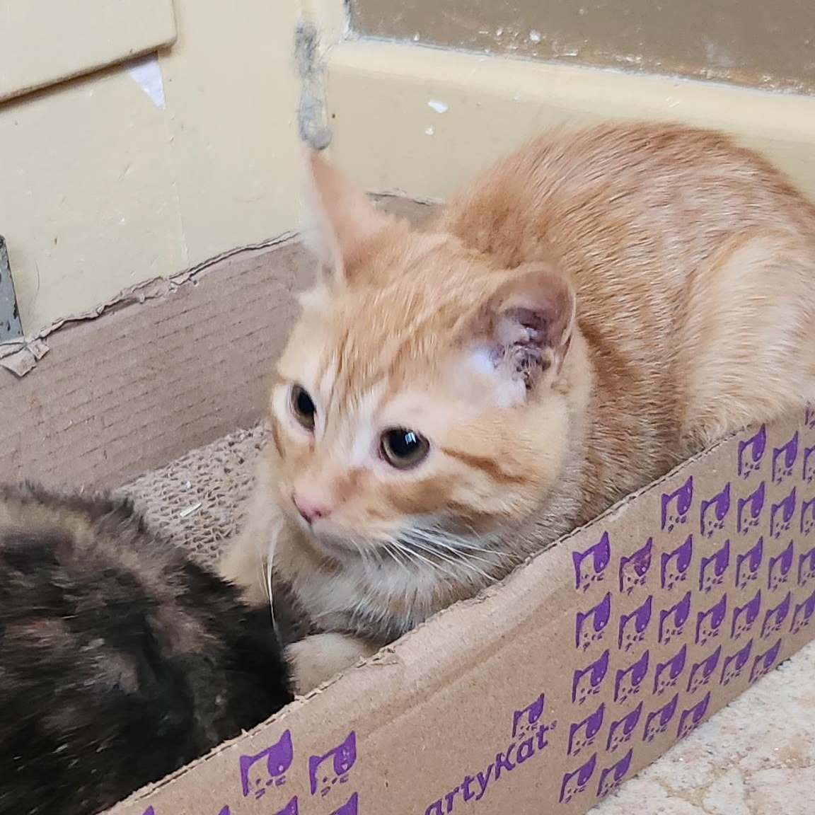 Enlarge Prince, a Adoptable Domestic Short Hair in Kirklin, IN image 3/5