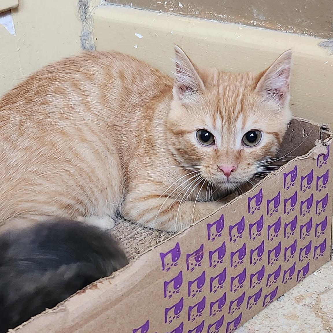 Enlarge Prince, a Adoptable Domestic Short Hair in Kirklin, IN image 4/5