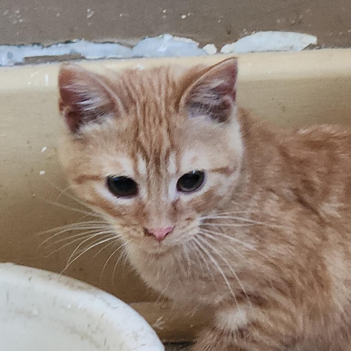 Prince, Adoptable, Kitten Male Domestic Short Hair.