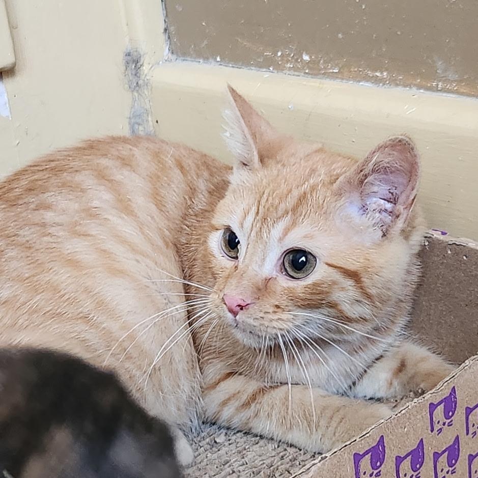 Enlarge Prince, a Adoptable Domestic Short Hair in Kirklin, IN image 5/5