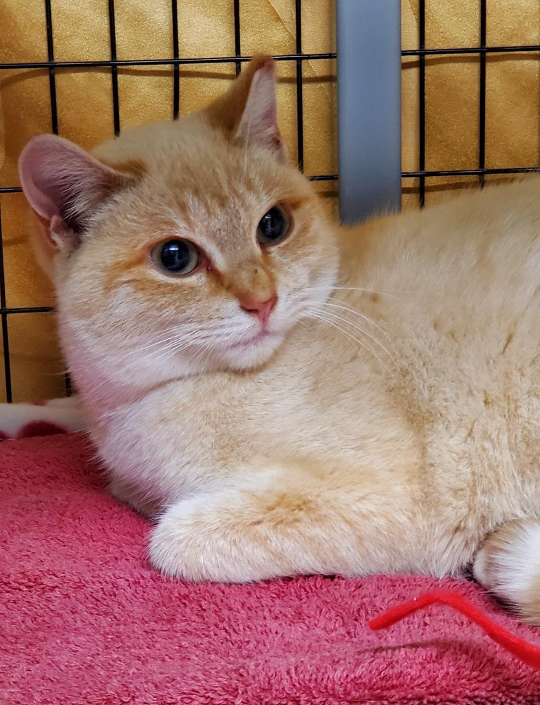 Enlarge Lillith, a Adoptable mixed breed in Grants Pass, OR image 1/1