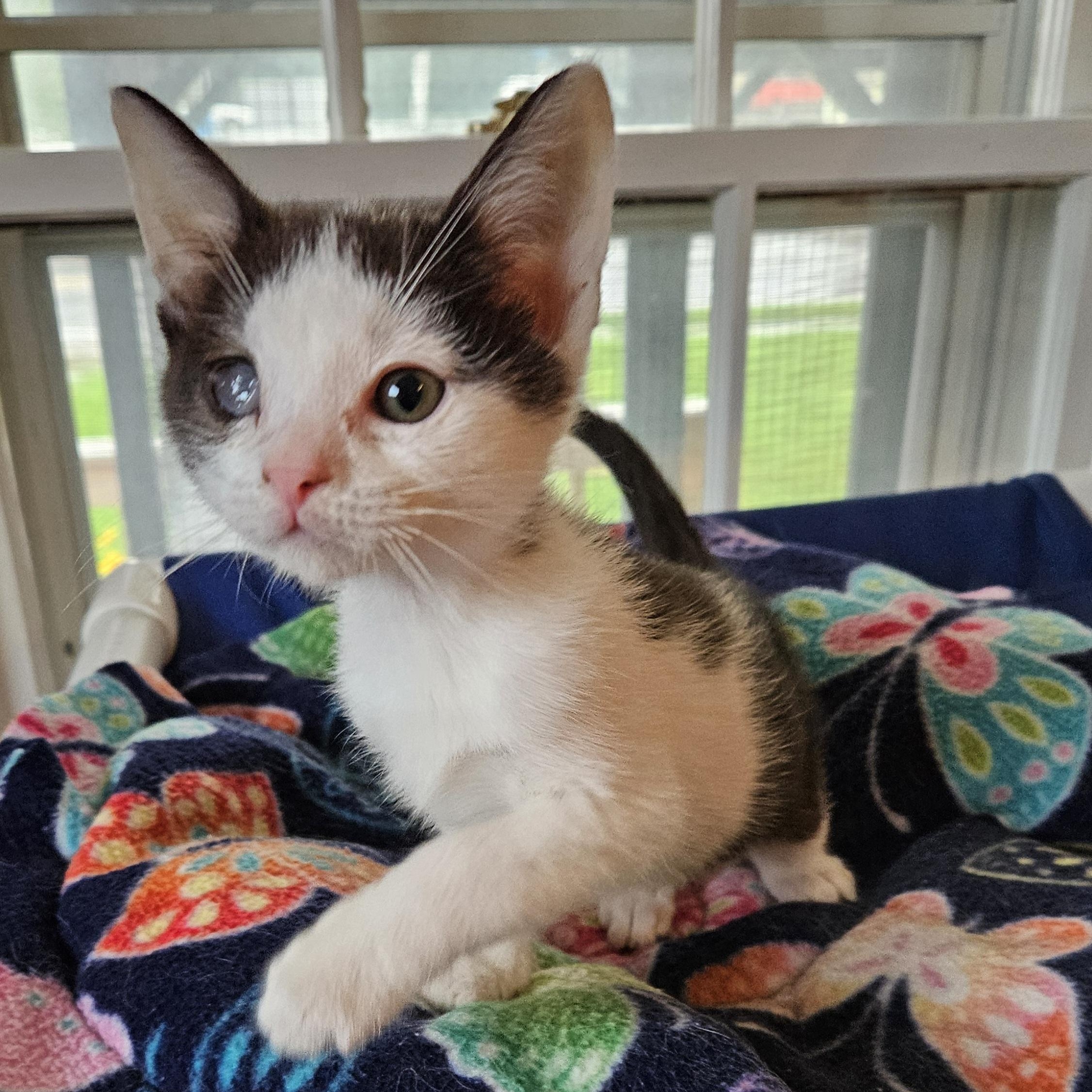 Leonardo, a ADOPTABLE Domestic Short Hair in Brockport, NY image 2/6