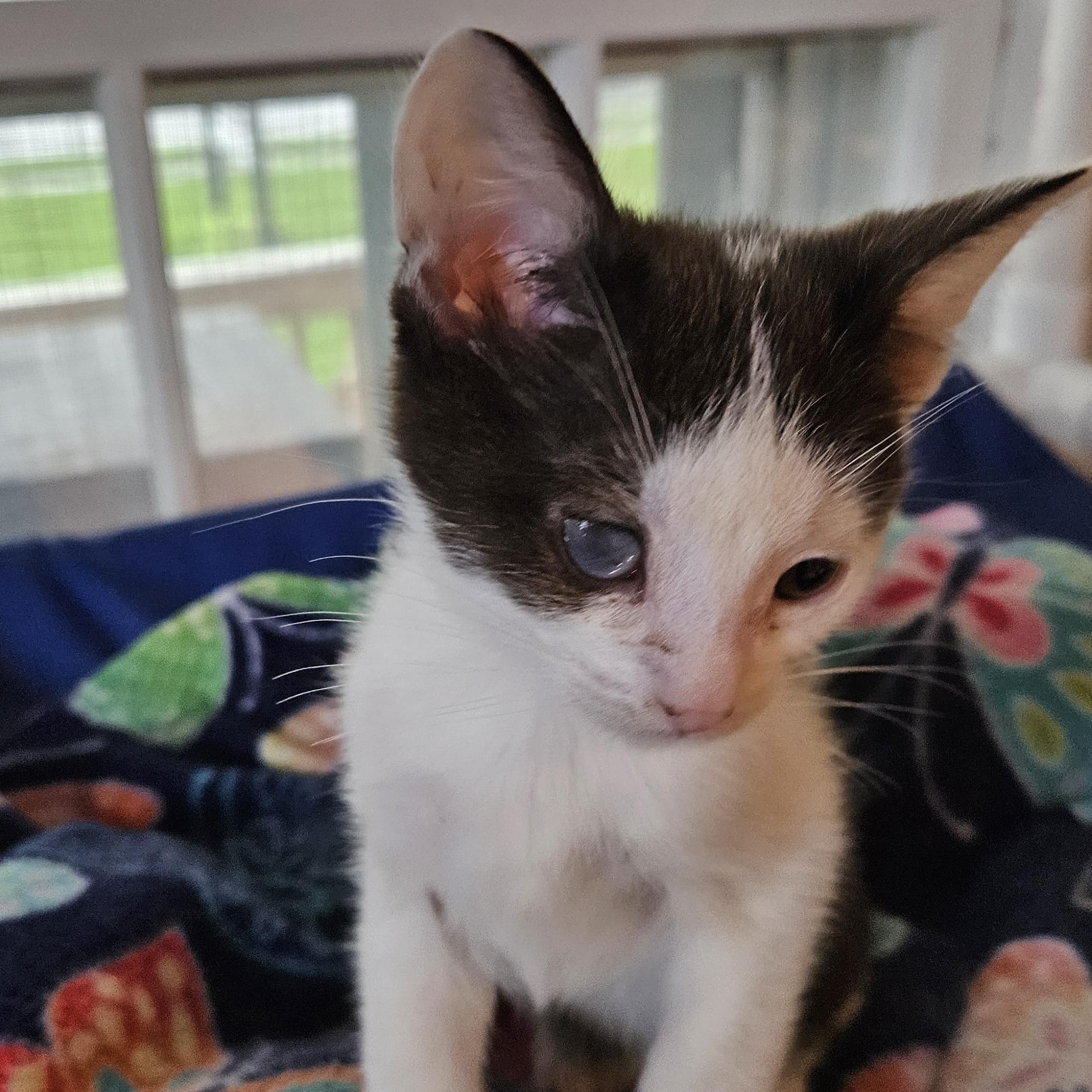 Leonardo, a ADOPTABLE Domestic Short Hair in Brockport, NY image 5/6
