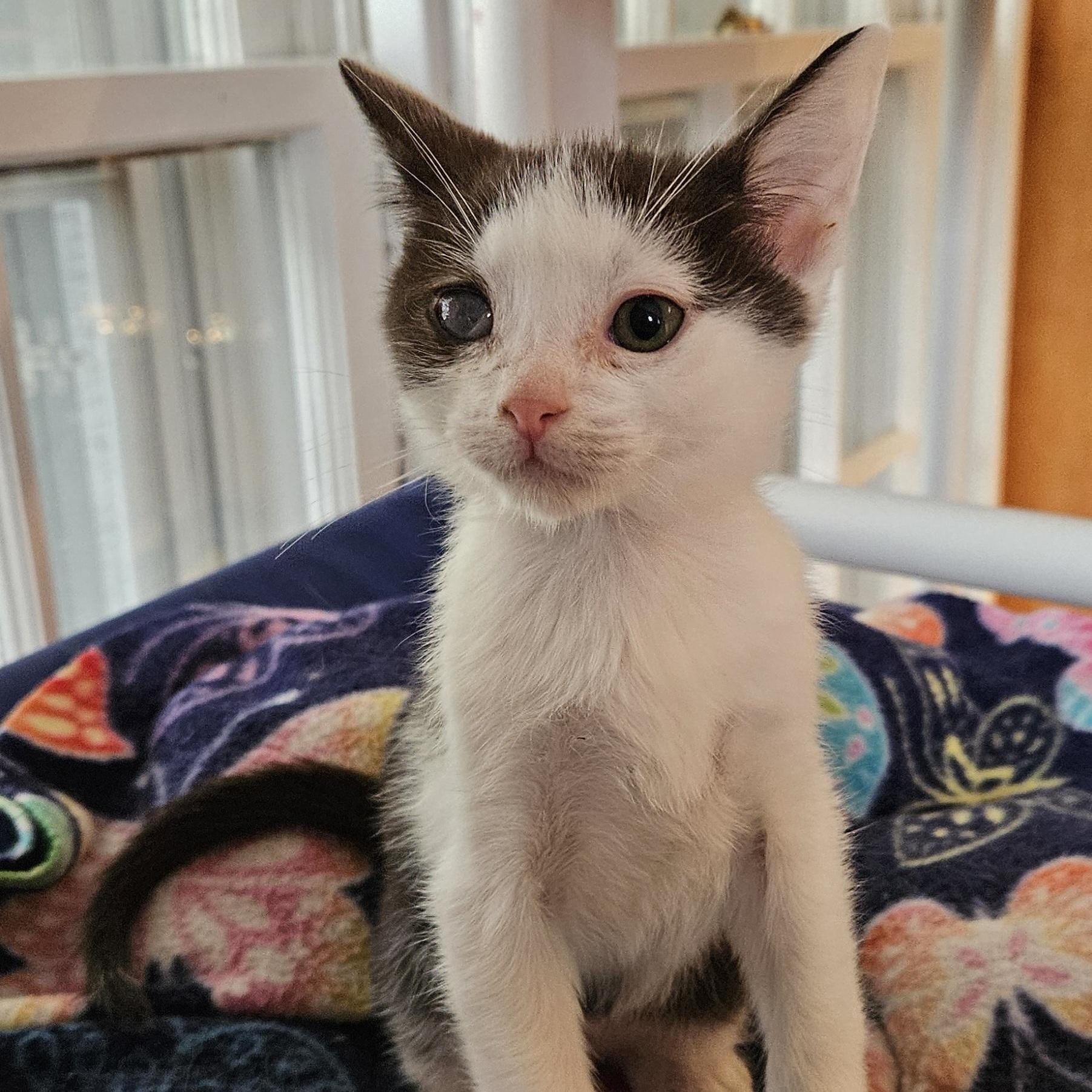 Leonardo, a ADOPTABLE Domestic Short Hair in Brockport, NY image 3/6