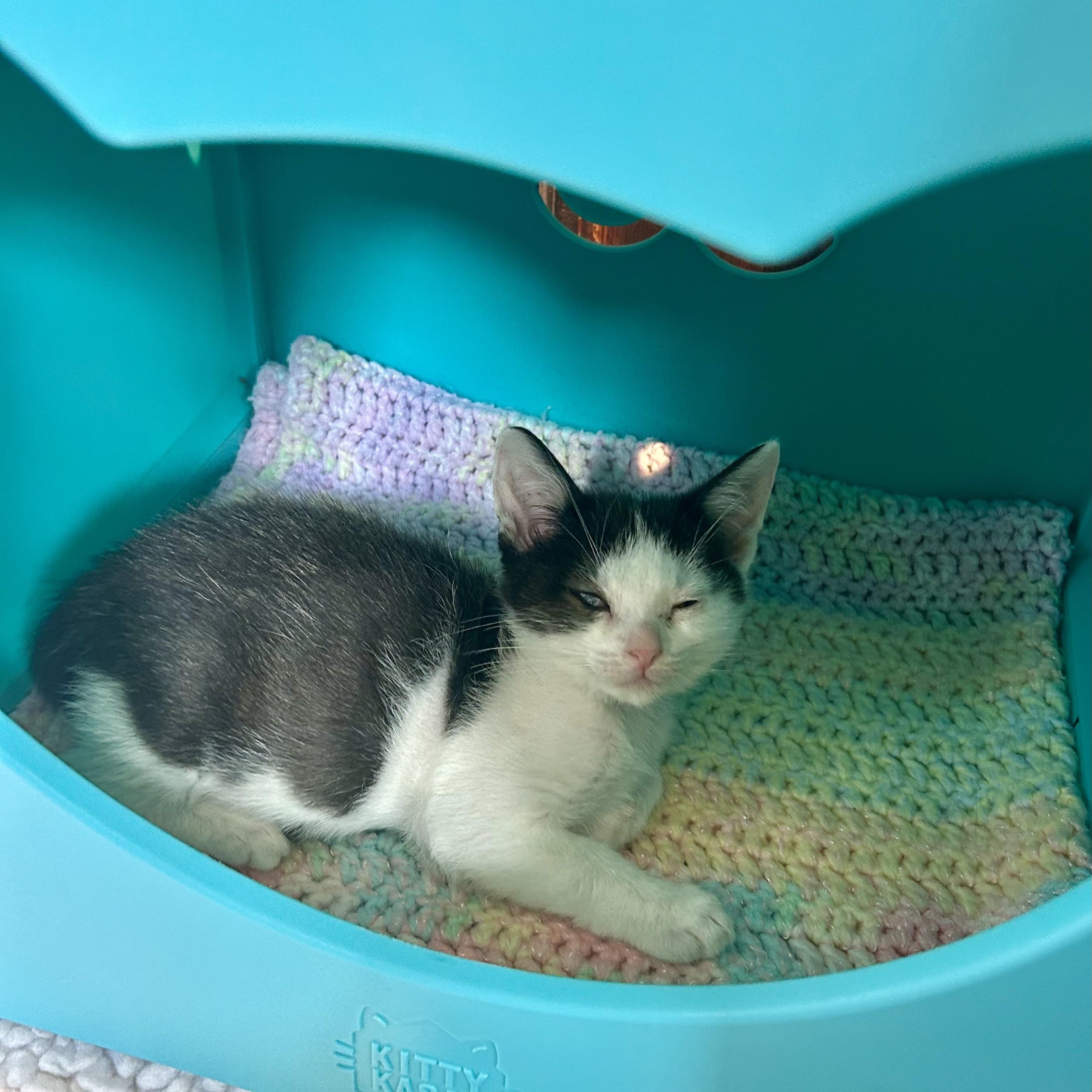 Leonardo, a ADOPTABLE Domestic Short Hair in Brockport, NY image 4/6