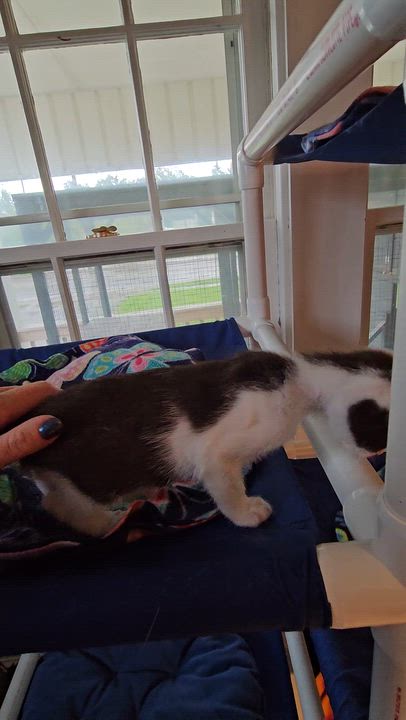 Enlarge Leonardo, a ADOPTABLE Domestic Short Hair in Brockport, NY video 6/6