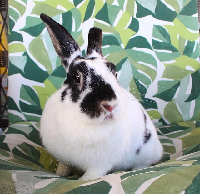 Minnie, Adoptable, Adult Female American.