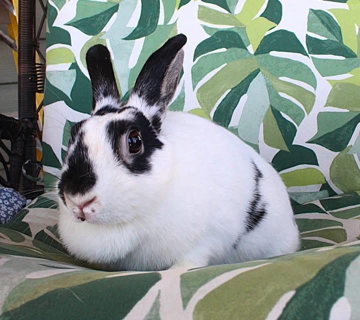 Enlarge Minnie, a Adoptable American in Hillside, NJ image 2/2
