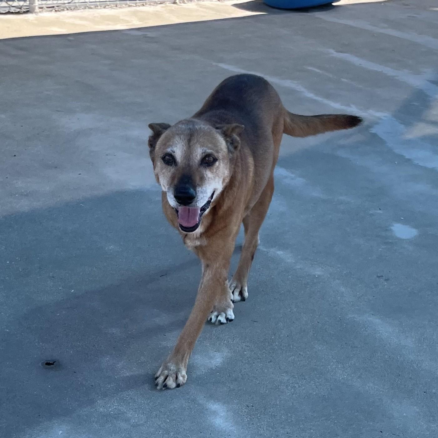 Enlarge Scooby, a Adoptable mixed breed in Seguin, TX image 1/3