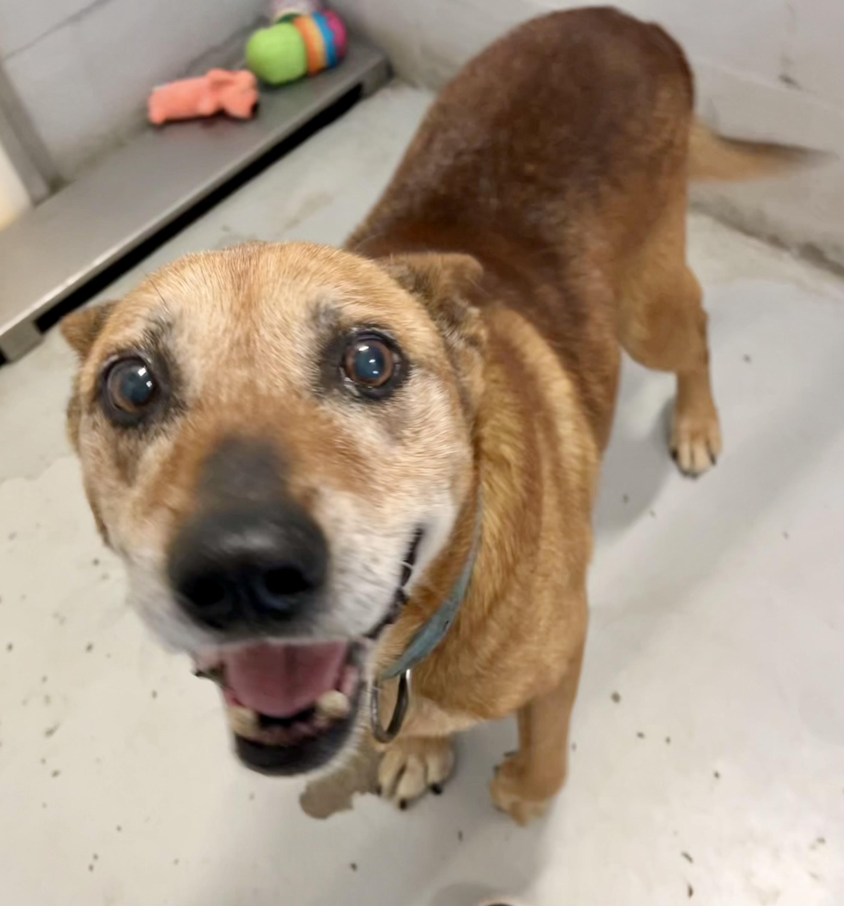 Enlarge Scooby, a Adoptable mixed breed in Seguin, TX image 2/3