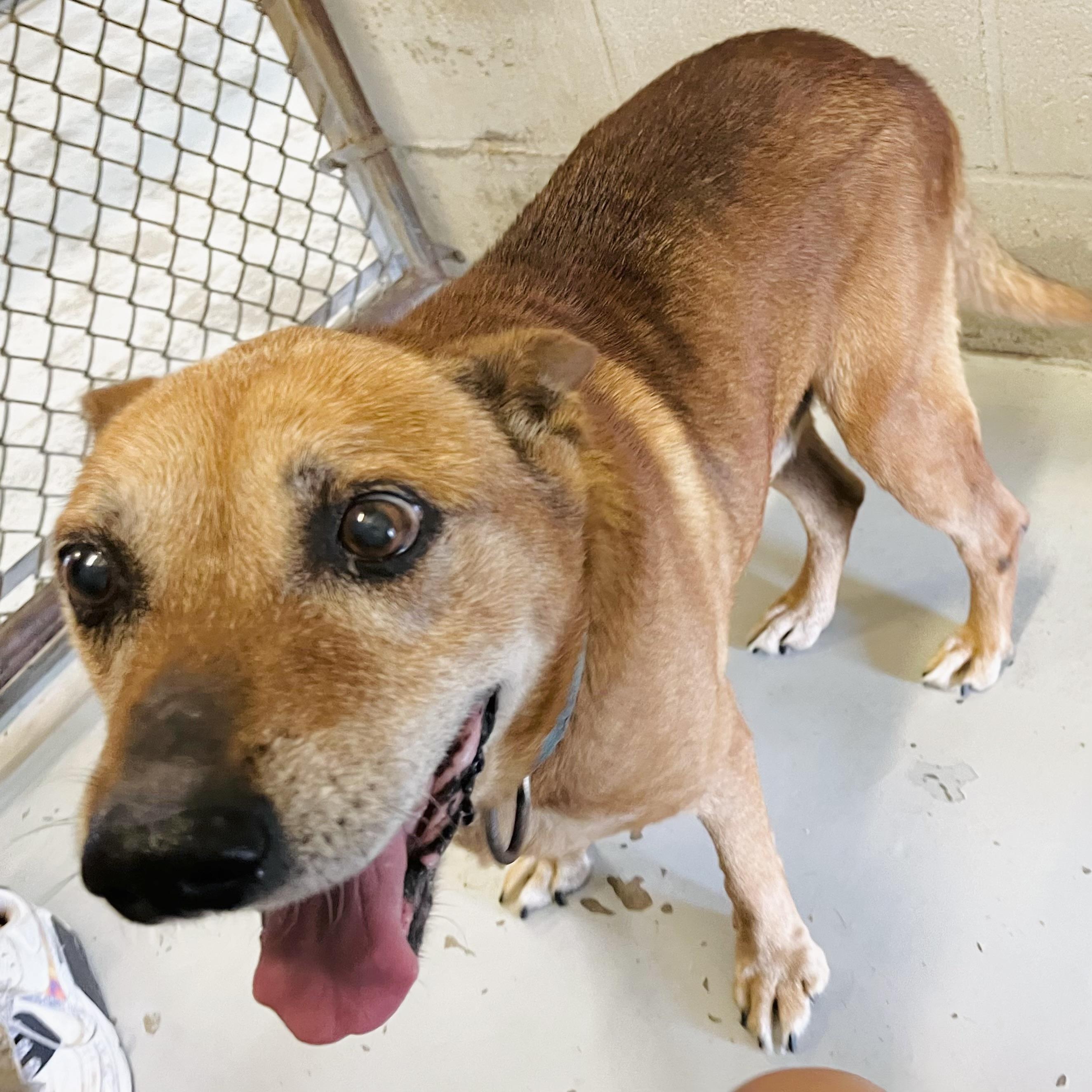 Enlarge Scooby, a Adoptable mixed breed in Seguin, TX image 3/3