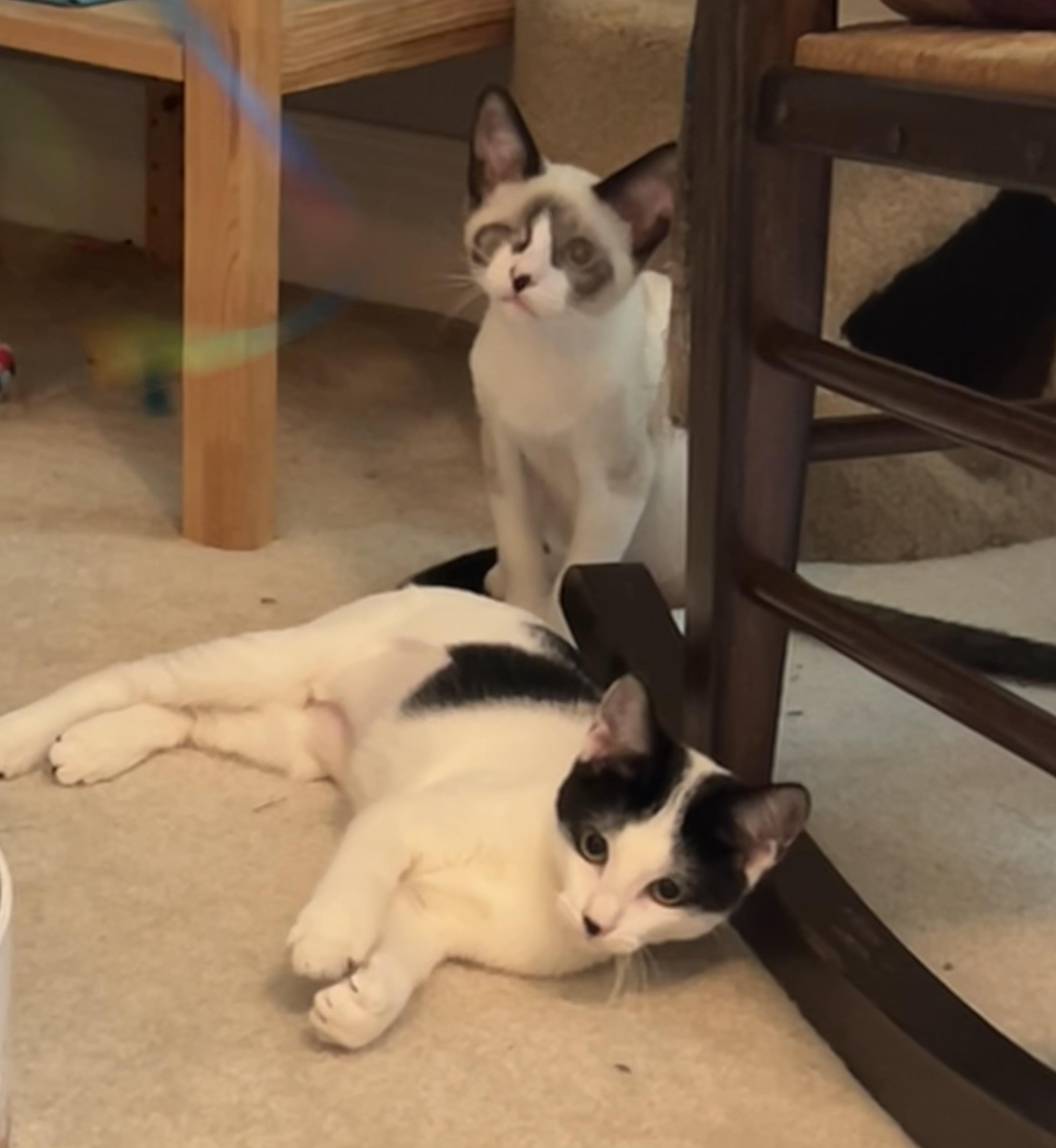 Gretta (MUST be adopted with Captain Grayson), a ADOPTABLE Domestic Short Hair in Houston, TX image 3/6