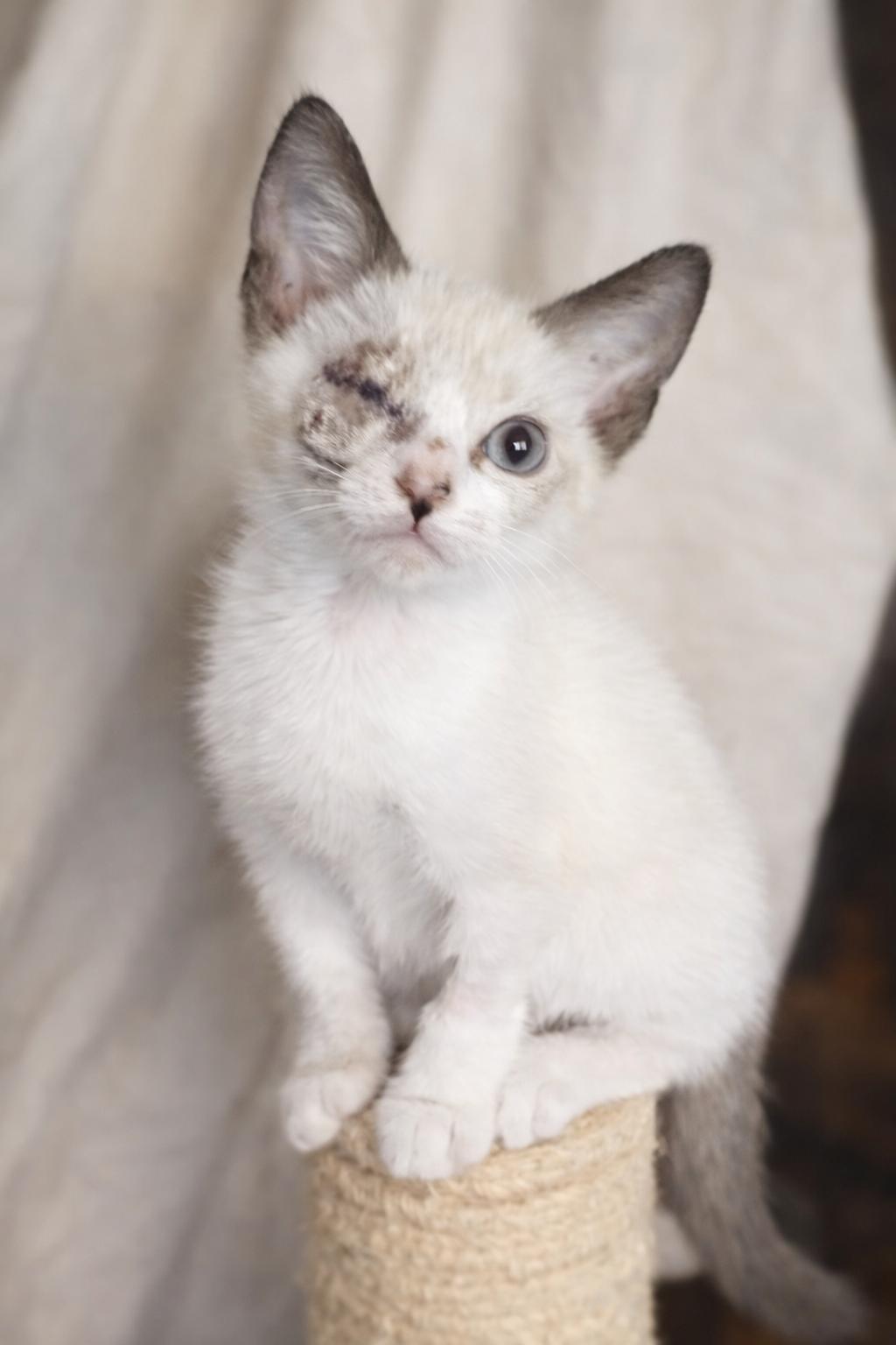 Enlarge Grace O'Malley (MUST be adopted with Captain Grayson), a ADOPTABLE Domestic Short Hair in Houston, TX image 6/6
