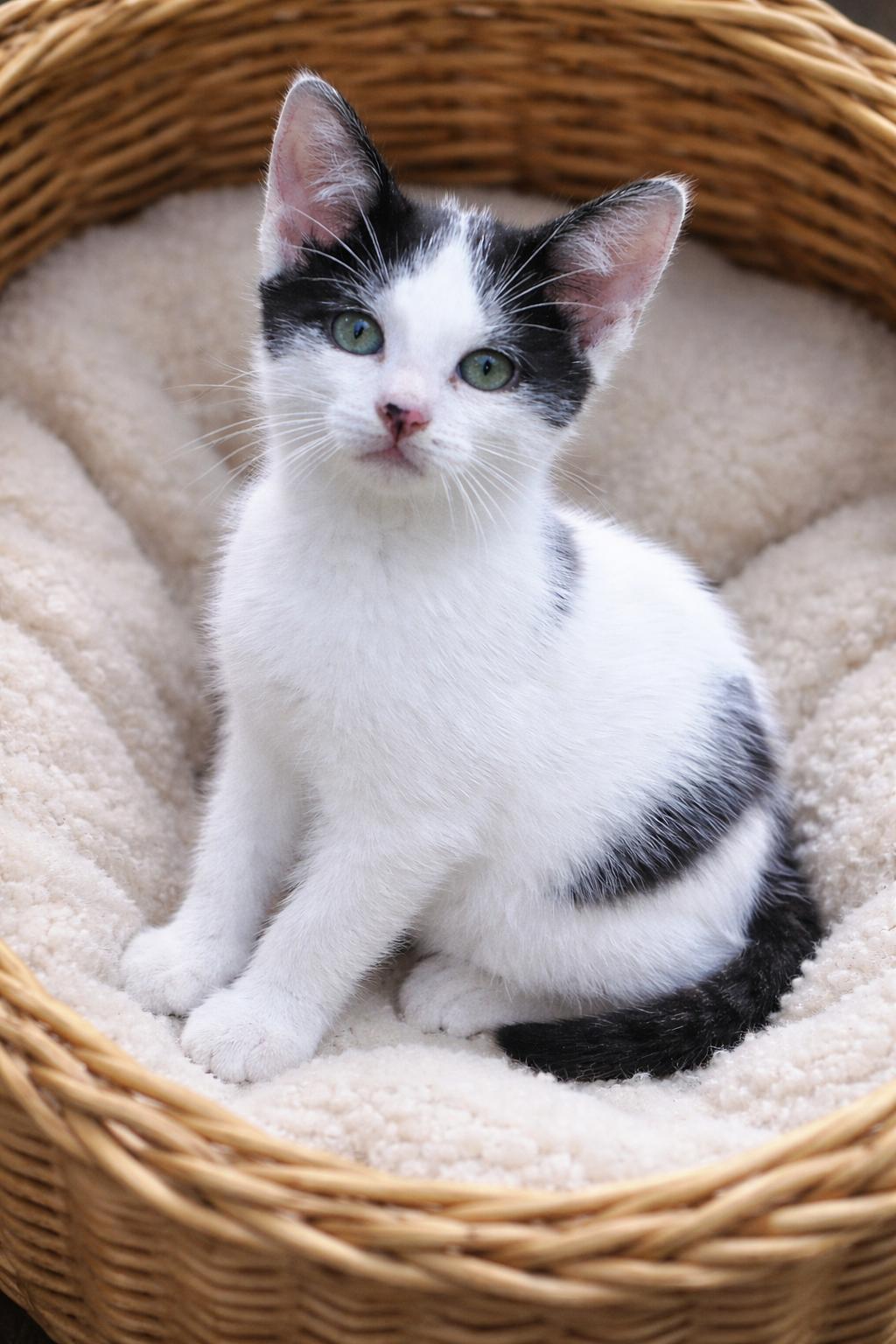 Enlarge Grace O'Malley (MUST be adopted with Captain Grayson), a ADOPTABLE Domestic Short Hair in Houston, TX image 1/6